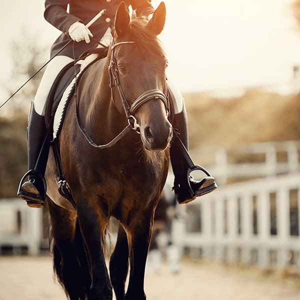 Cavalier et son cheval